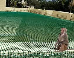 Monkey Safety Nets Pune Protection